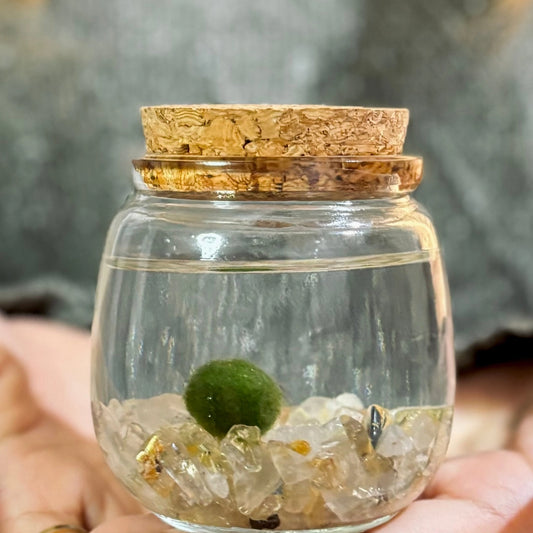Medium Golden Quartz Stones  Moss Ball Terrarium