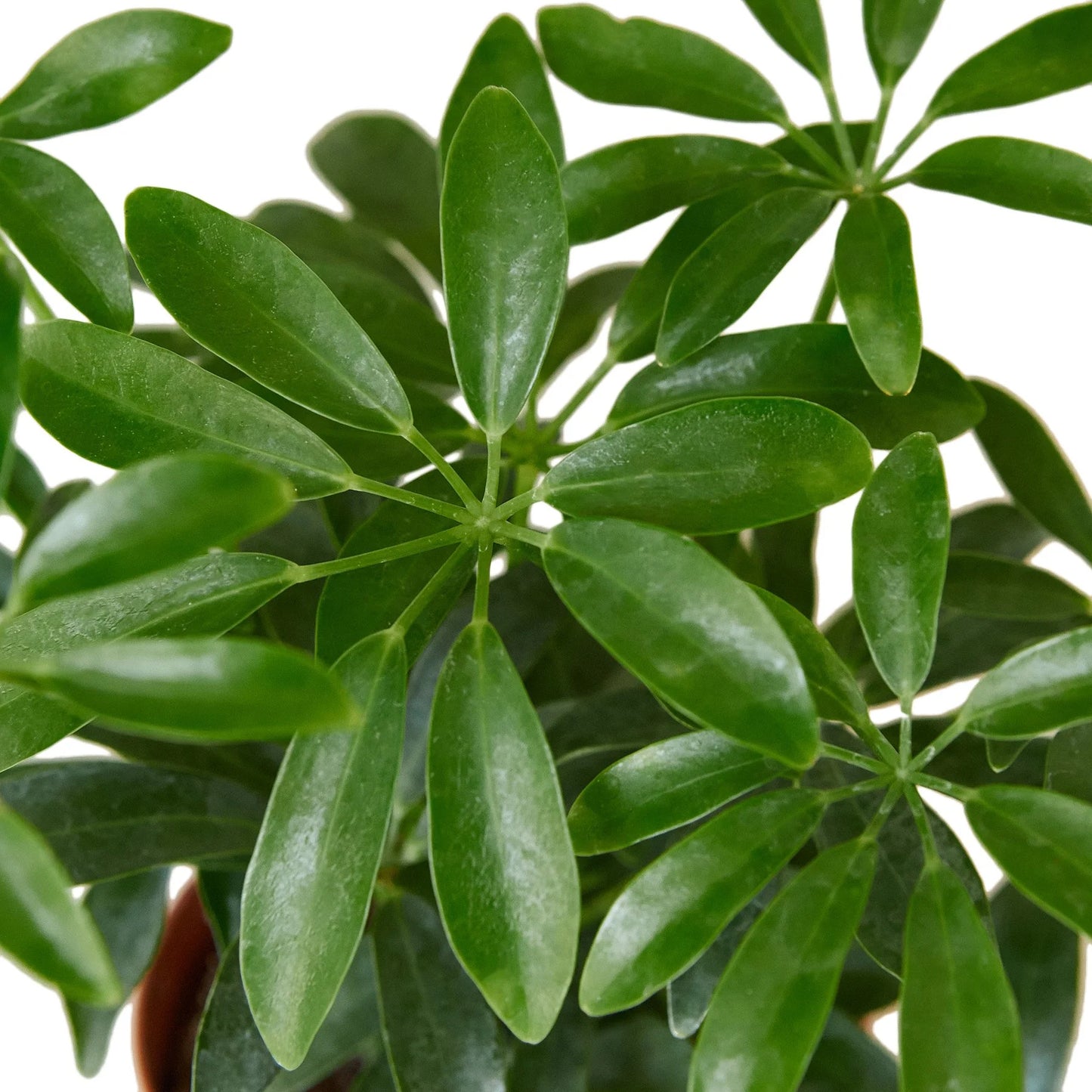Schefflera Arboricola 'Umbrella' Clear Pot 3"