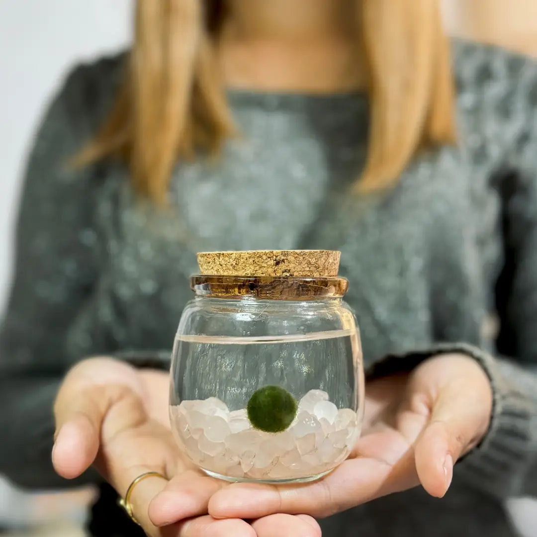 Medium Rose Quartz Moss Ball Terrarium