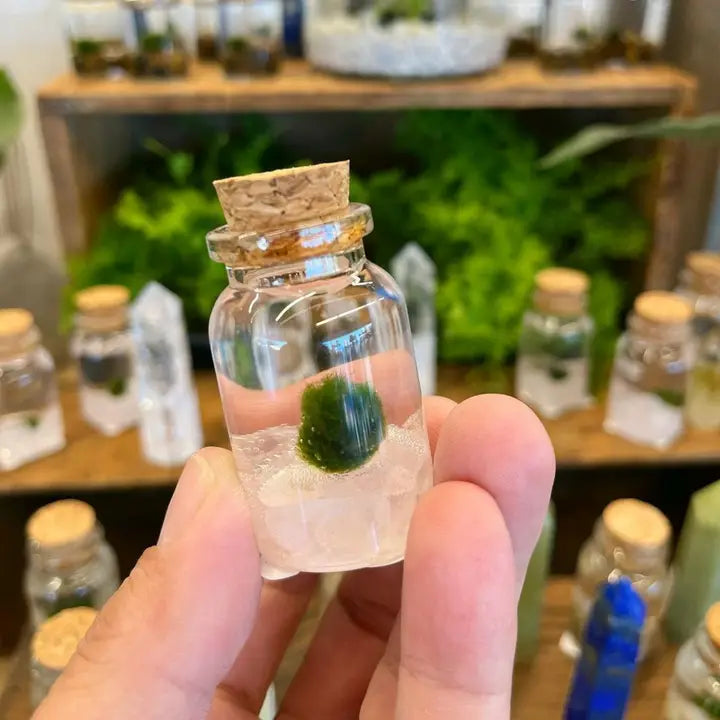 Tiny Rose Quartz Gemstone Moss Ball Terrarium