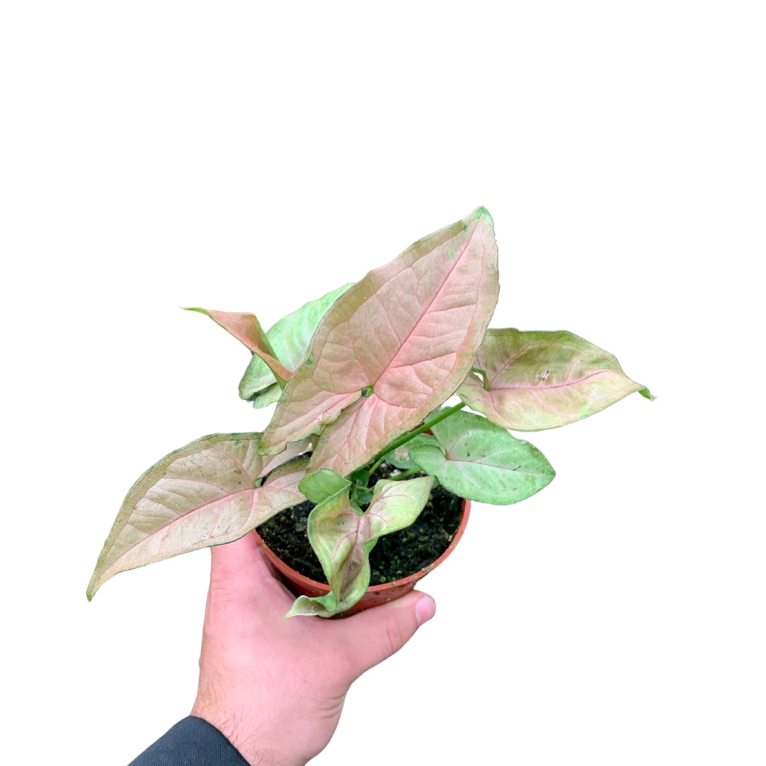 Syngonium Neon Robusta (Arrowhead Plant) 4”