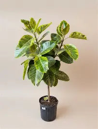 Ficus Altissima Yellow Gem Standard
