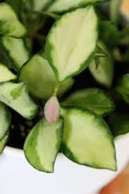 Hoya Heuschkeliana Variegata