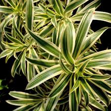 Dracaena Song of India Bush