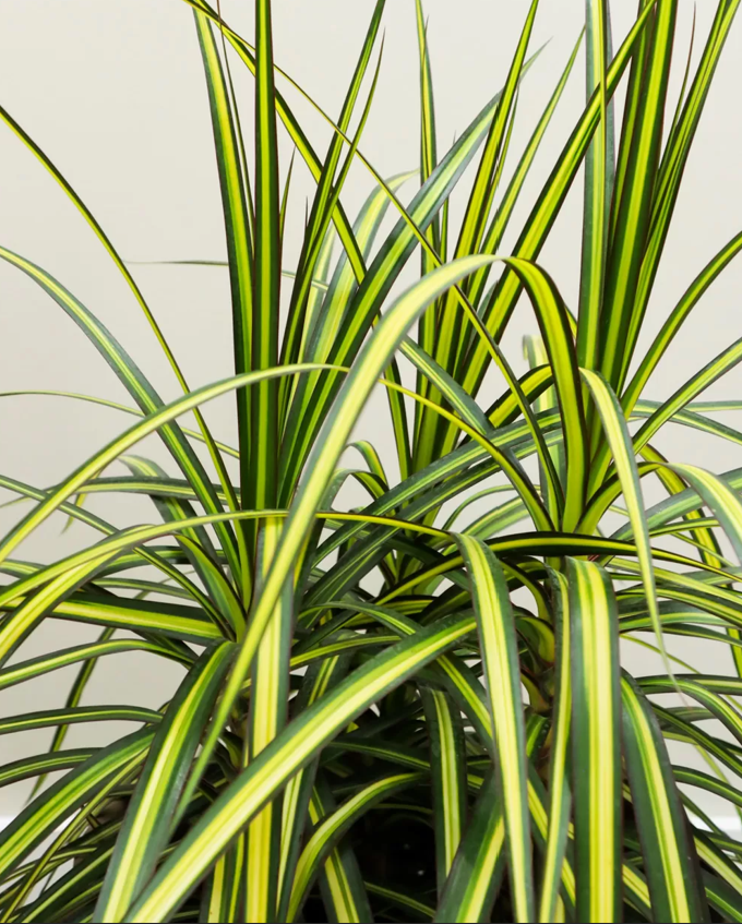 Dracaena Kiwi