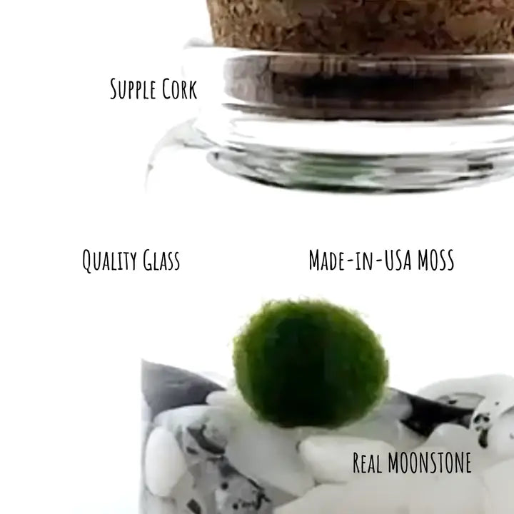 Small Moonstone Moss Ball Terrarium