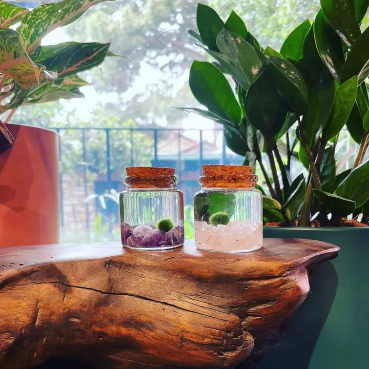 Small Amethyst Gemstone Moss Ball Terrarium