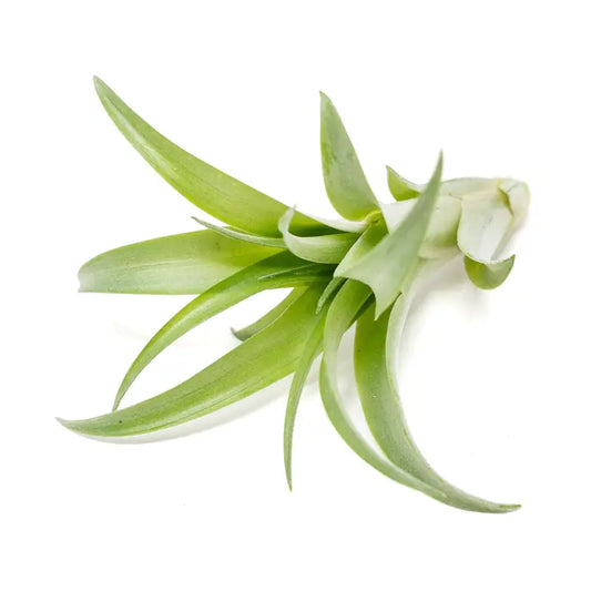 Brachycaulous Abdita air plant