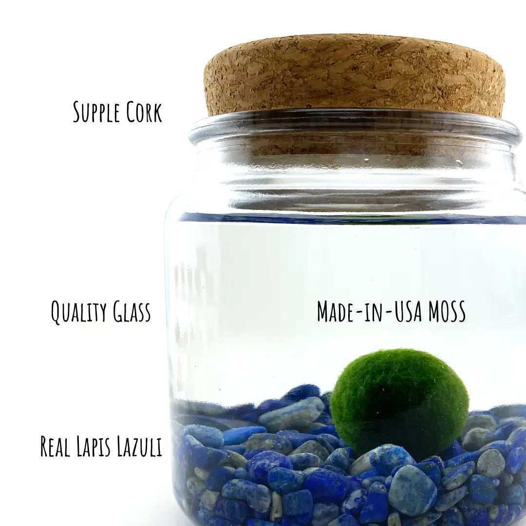 Large Lapis Lazuli Moss Ball Terrarium