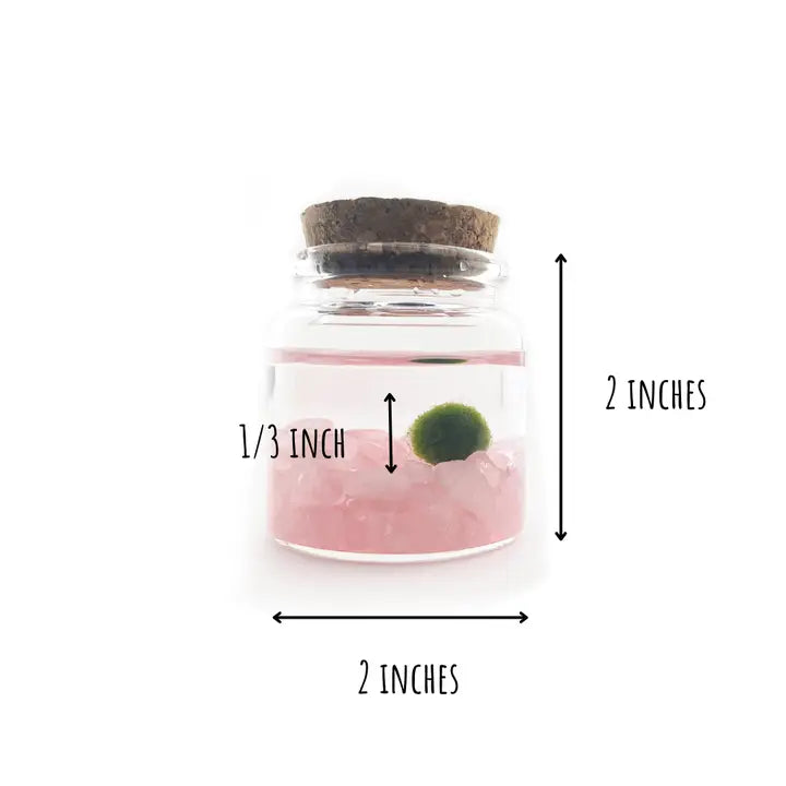 Small Rose Quartz Moss Ball Terrarium