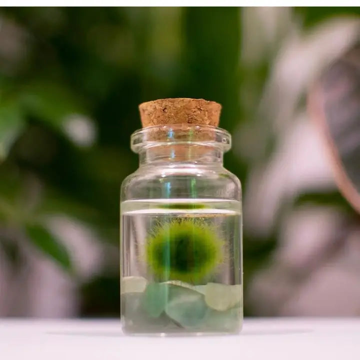 Tiny Aventurine Gemstones Moss Ball Terrarium