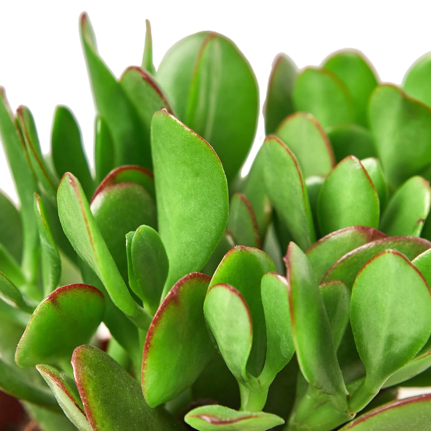 Jade Succulent 4"