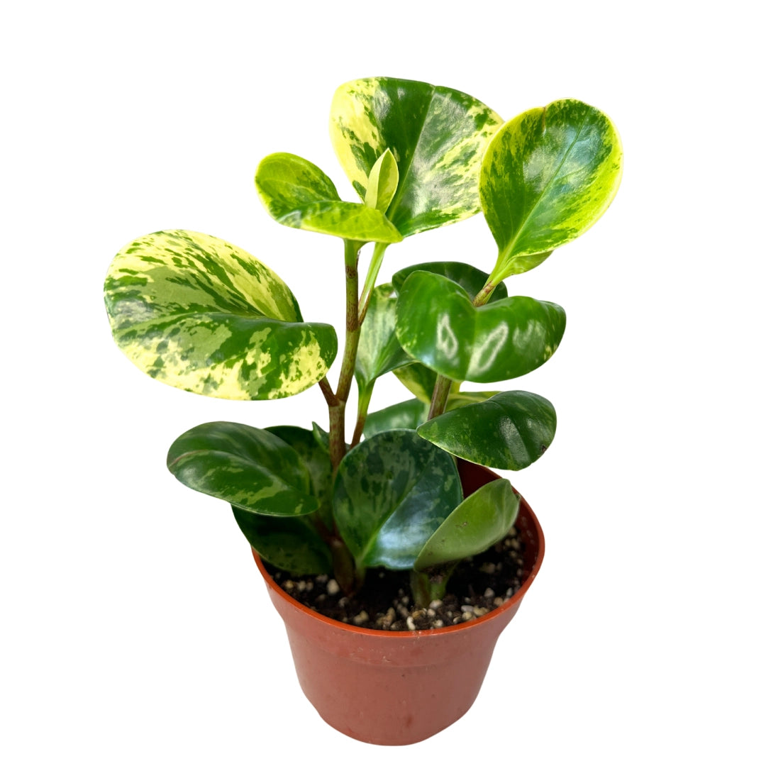 Peperomia 'marble' - Live Houseplant 4"