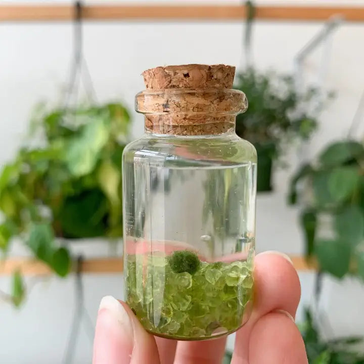 Tiny Peridot Gemstones Moss Ball Terrarium
