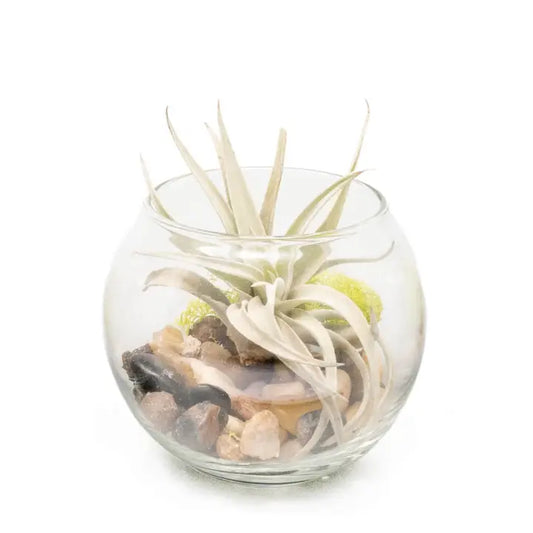 Bubble Bowl Terrariums with Harrisii, Juncea & Butzii Plants