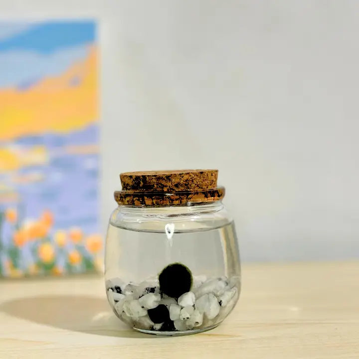 Medium Moonstone Gemstones Moss Ball Terrarium