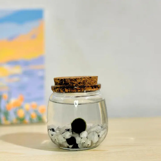 Medium Moonstone Gemstones  Moss Ball Terrarium