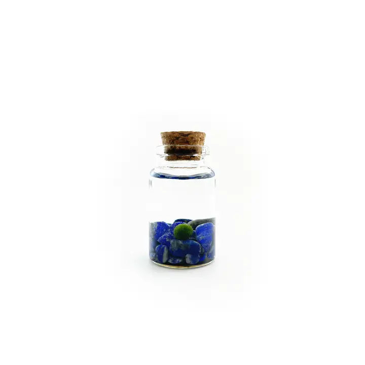 Tiny Lapis Lazuli Gemstones Moss Ball Terrarium