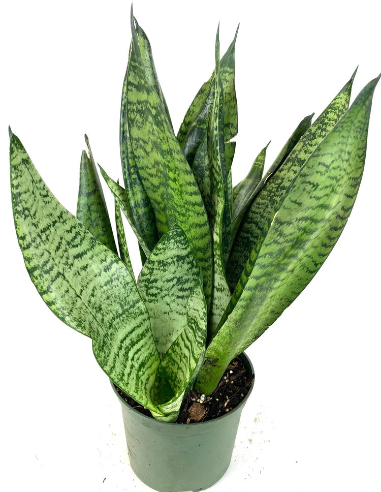 Sansevieria Robusta