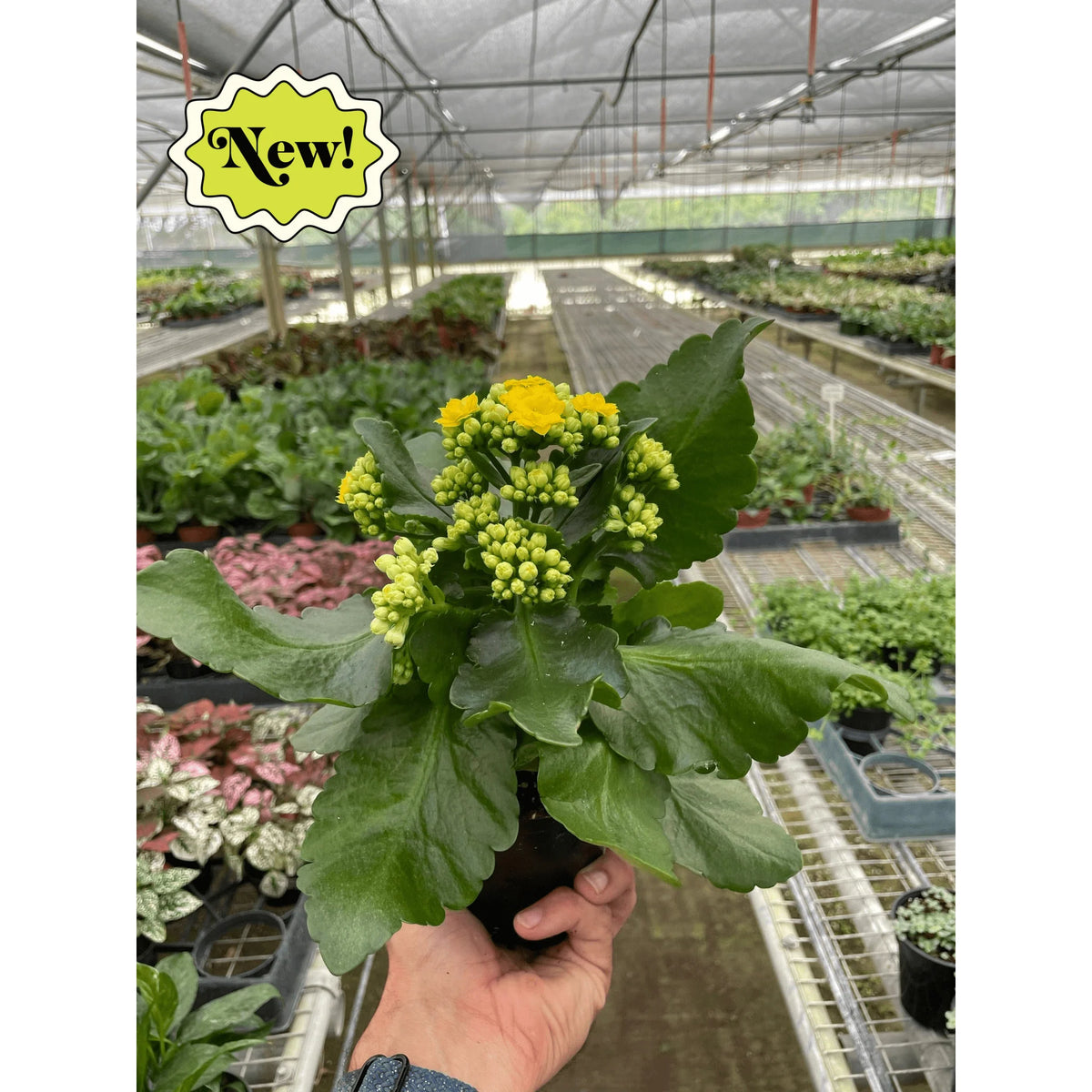 Kalanchoe 'Blossfeldiana