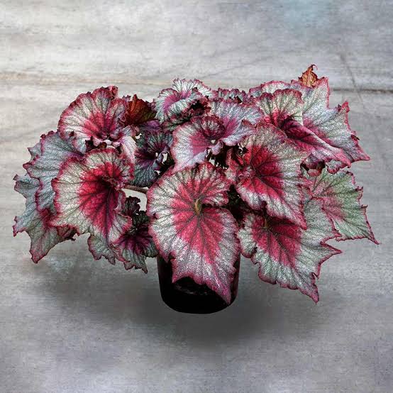 Begonia Drastic Rex