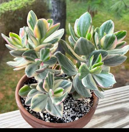 Jade Tricolor