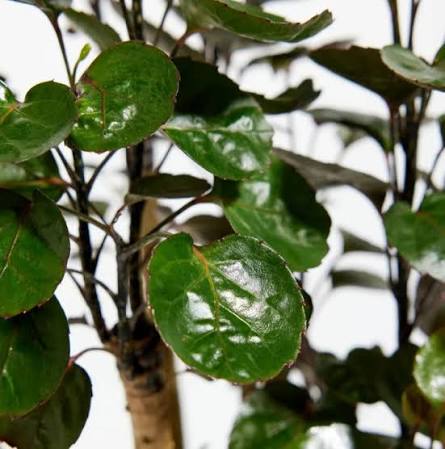 Aralia Fabian Stump Branch