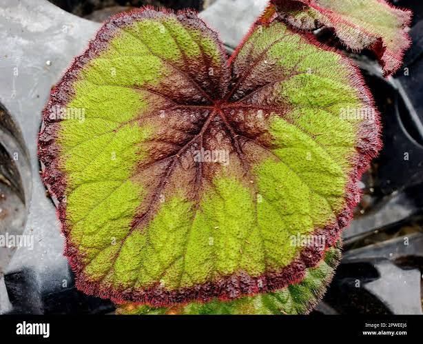 Begonia Fire Flush