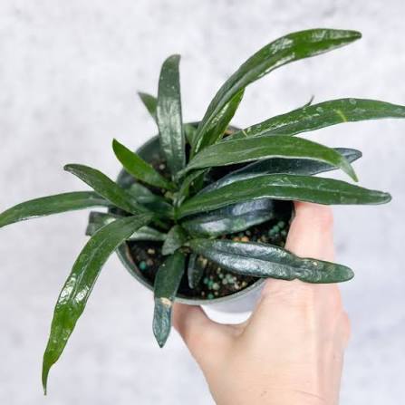 Blue Oil Fern