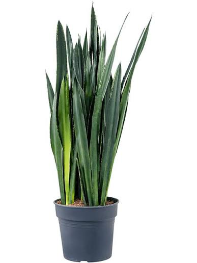 Sanseveria Black Tiger