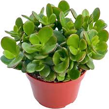 Dwarf Jade Compact