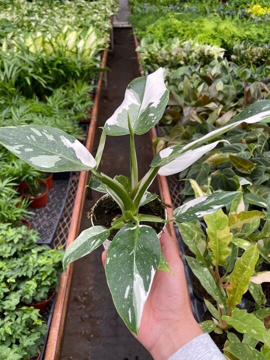 Philodendron 'White Princess 6" clear pot