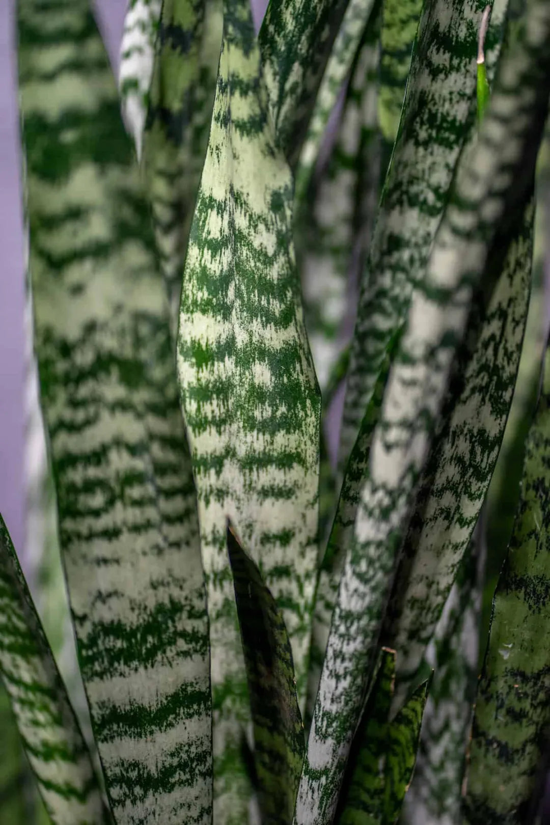 Sansevieria 'Wintergreen'