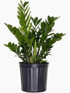 ZZ - Zamioculcas Zamiifolia