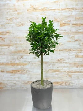Ficus Moclame