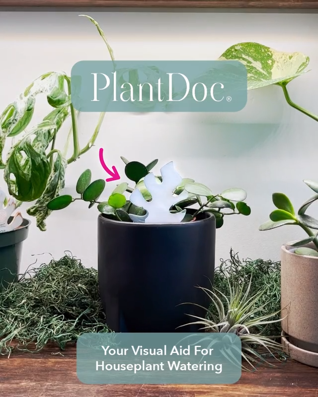 Mini Monstera PlantDoc: Color-Change Plant Moisture Meter