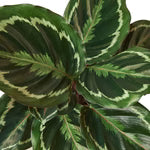 Calathea & Prayer Plants