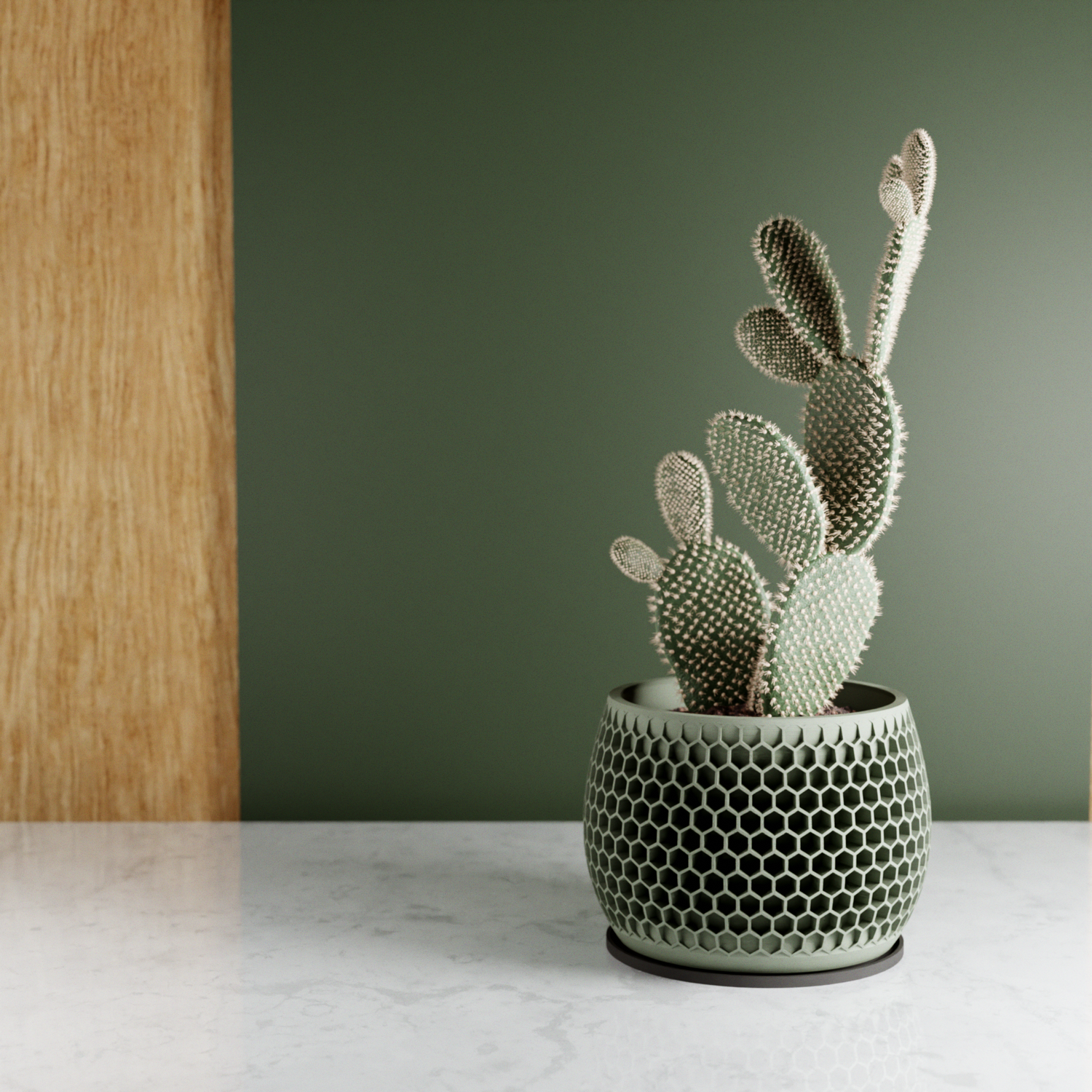 Succulents & Cacti