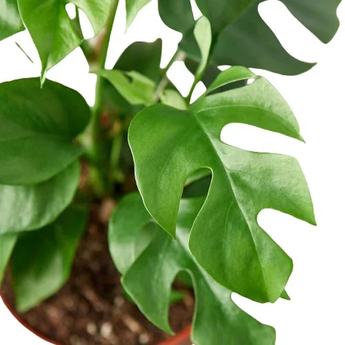 Monstera