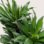 Dracaena
