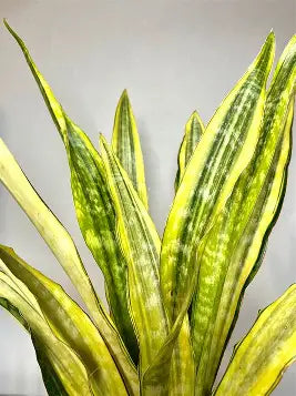 Sansevieria / Snake Plants