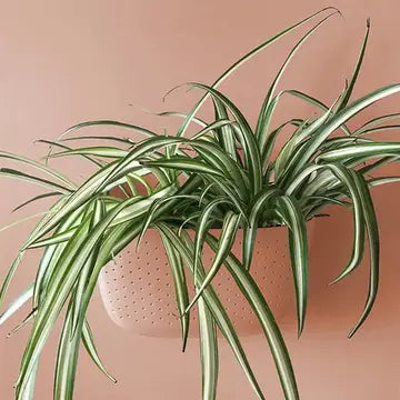 Air-Purifying Plants
