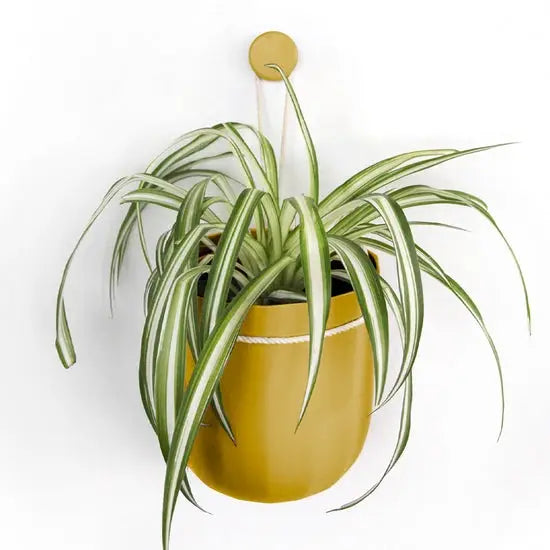 Eco Wall Planter
