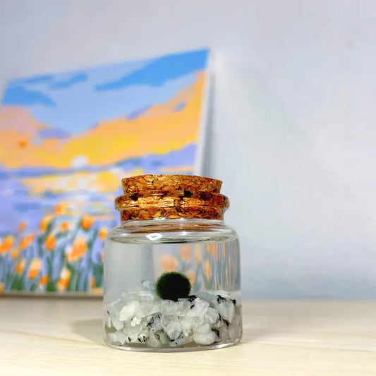 Small Moonstone Moss Ball Terrarium