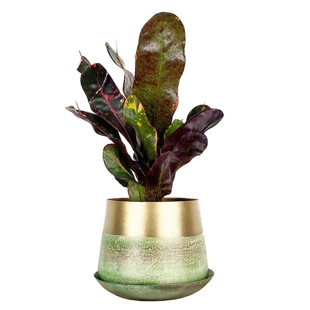 Metal Pot with Drainage Hole Saucer