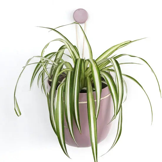 Eco Wall Planter