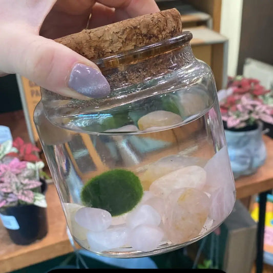 Large Rose Quartz Moss Ball Terrarium