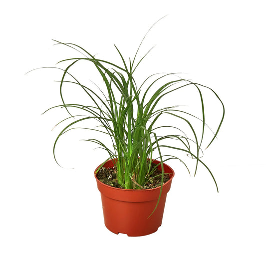 Ponytail Palm 4"