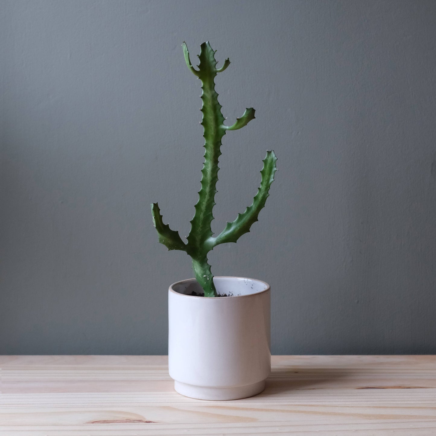 Kolo Planter