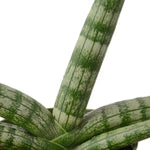 Snake Plant Starfish 4"
